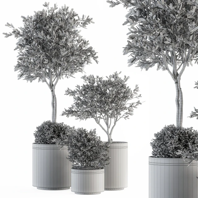 indoor Plant Set 239 - Olive in Pot — Скачать
