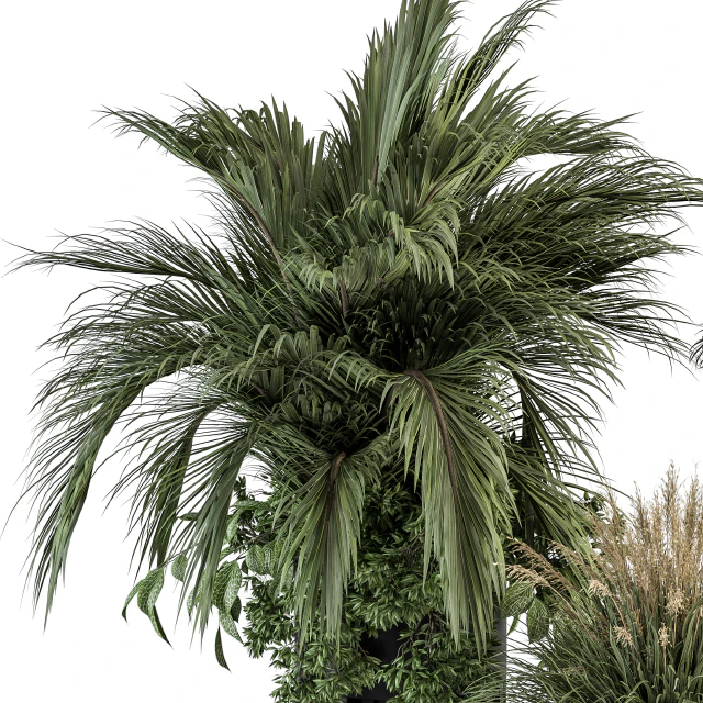 indoor Plant Set 301 - Plant Set in Round Stand Black pot — Скачать