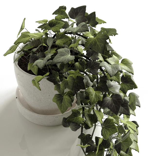 Hedera Helix wonder — Descargar