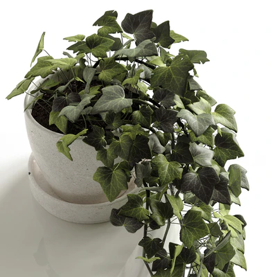 Hedera Helix wonder — Ver 2