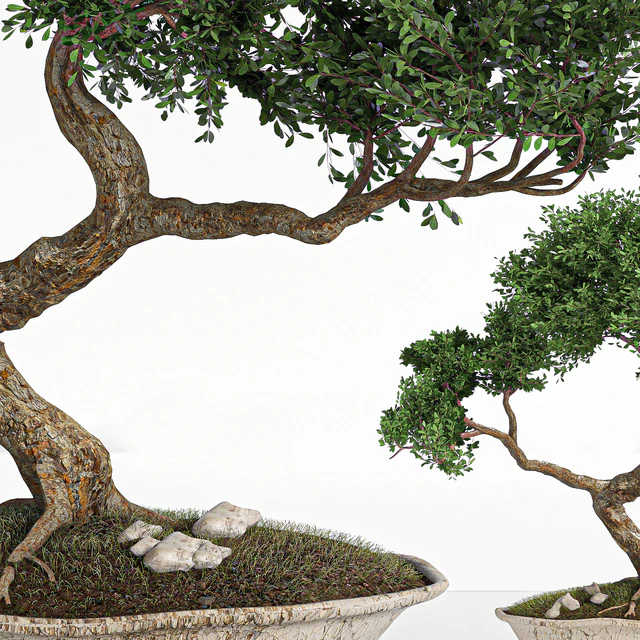 plant bonsai02 — Скачать