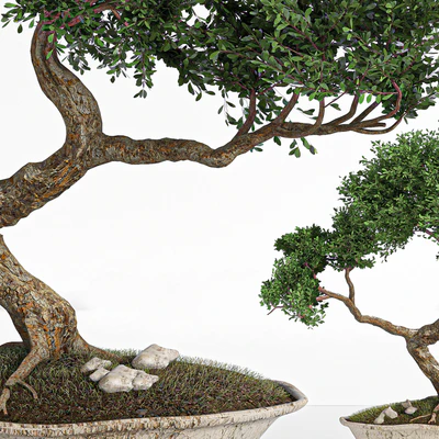 plant bonsai02 — Вид 2