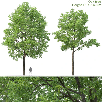 Oak — Ver 1