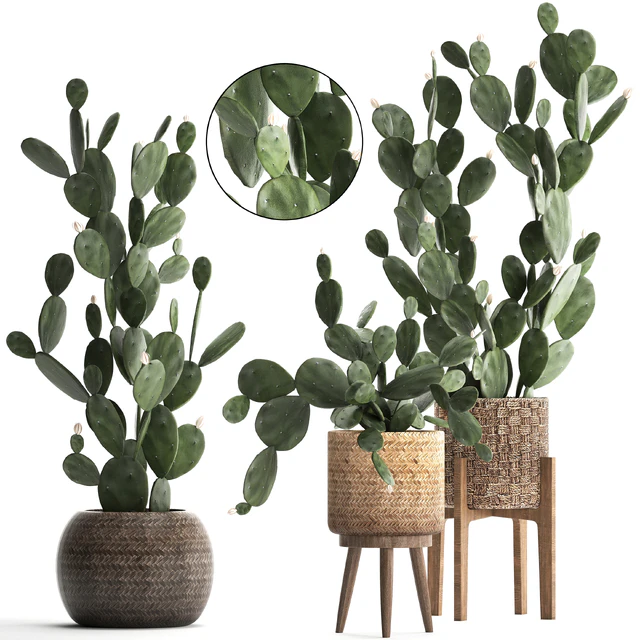 Plant Collection cactus 397. Basket, rattan, prickly pear, Prickly pear, indoor cacti, eco design, natural materials — Descargar