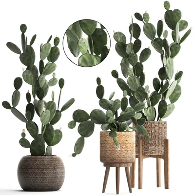 Plant Collection cactus 397. Basket, rattan, prickly pear, Prickly pear, indoor cacti, eco design, natural materials — Ver 1