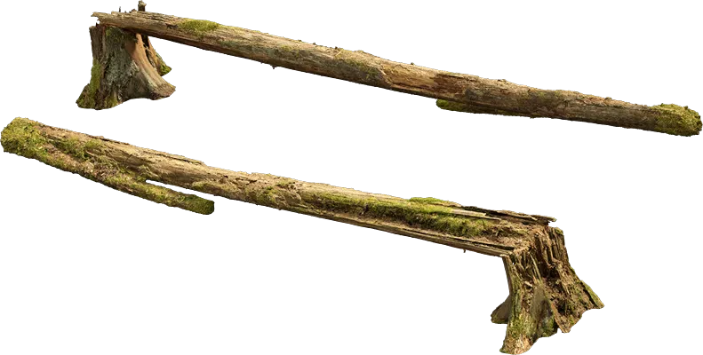 nordic forest tree fallen medium 002 — Descargar