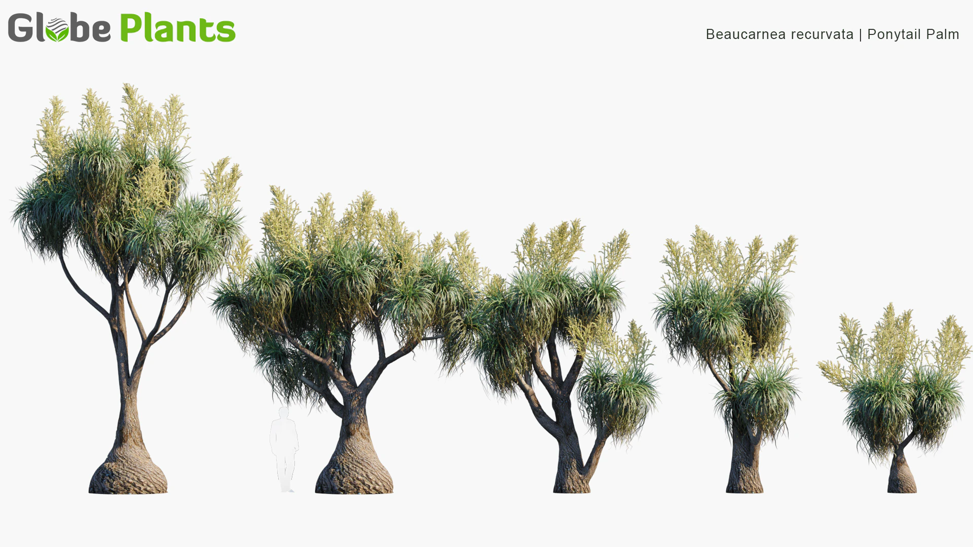 beaucarnia recuvata — Скачать