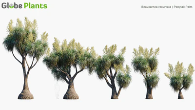 beaucarnia recuvata — descargar