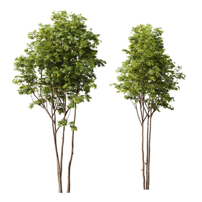 Acer Buergerianum and Ash Maple Tree — Ver 5