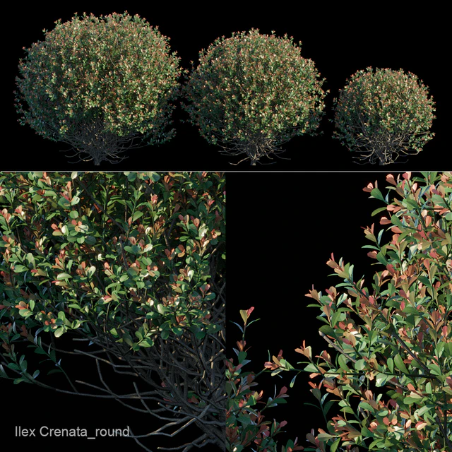 Ilex Crenata round bush — Скачать