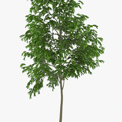 Street Tree 01 — Вид 2
