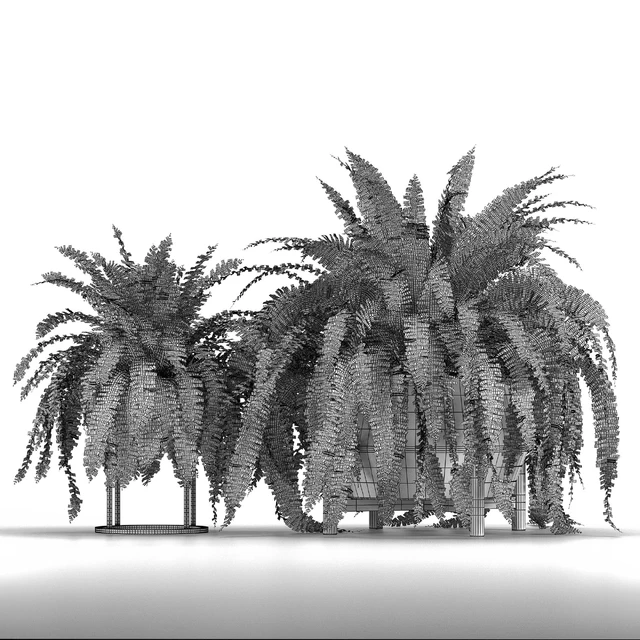 Set of plants No. 3 (Areca palm, fern) — Descargar