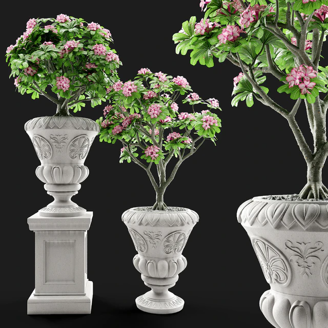 Adenium Desert rose in classic vase. — Descargar