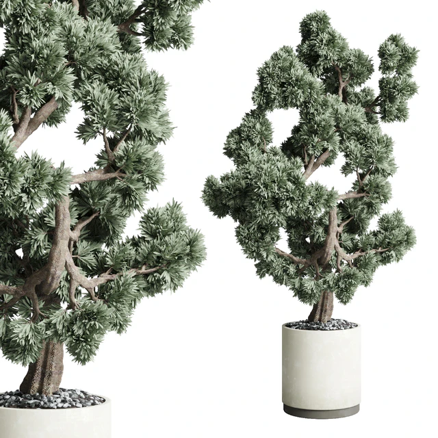 Bonsai 02 — Descargar