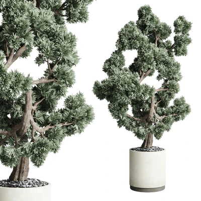 Bonsai 02 — Ver 1
