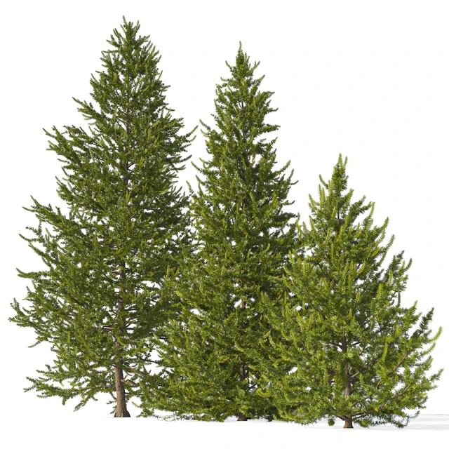 European larch 2 (Larix decidua 2) — Descargar