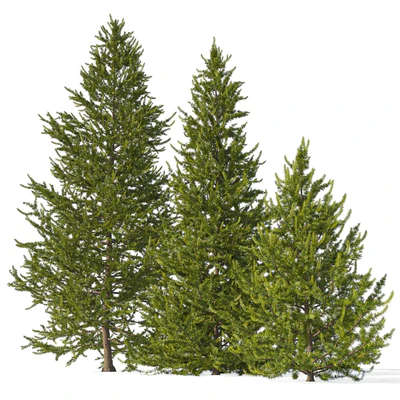 European larch 2 (Larix decidua 2) — Ver 2
