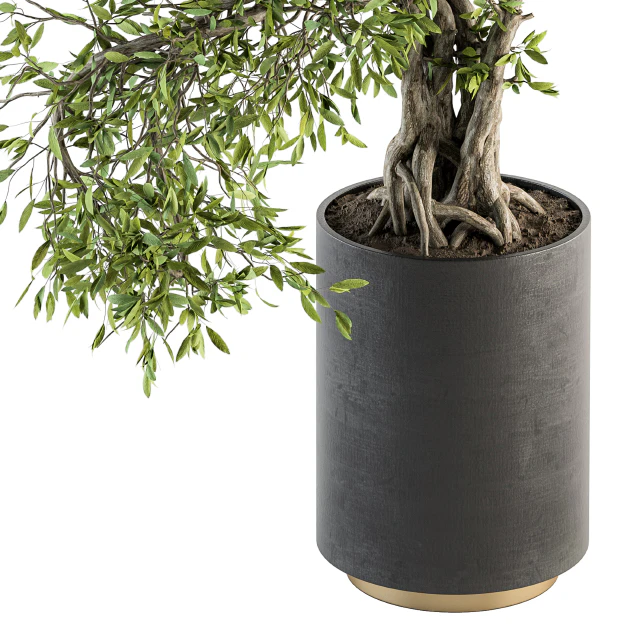 indoor Plant Set 207 - Big Bonsai in pot — Download