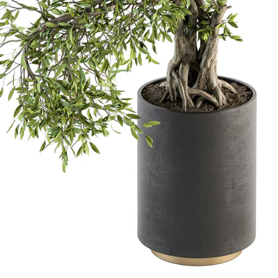 indoor Plant Set 207 - Big Bonsai in pot — View 3
