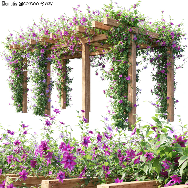 Clematis 04 — Скачать