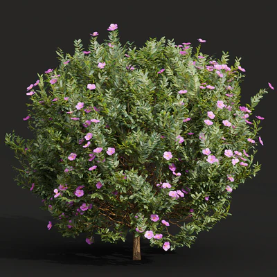 New Plant Cistus Albidus Zistrose Flower — Вид 3
