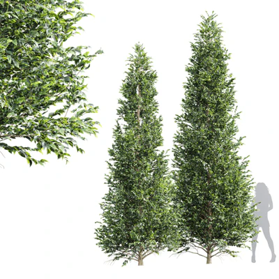 New Tree High detail Carpinus Betulus Tall — descargar