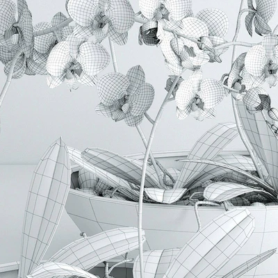 Orchid — Ver 3