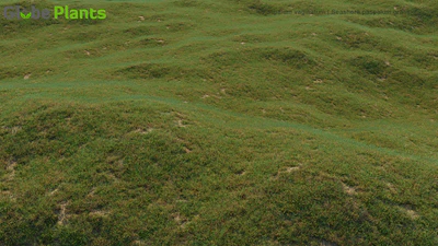 paspalum vaginatum — download