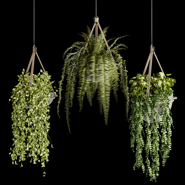 Indoor plant collection 02 — Descargar