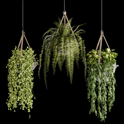 Indoor plant collection 02 — Ver 1
