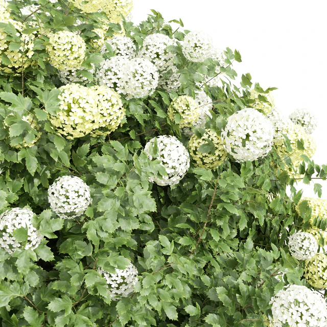 New Plant Edgeworthia Chrysantha Paperbush Viburnum Opulus Roseum Bush — Descargar