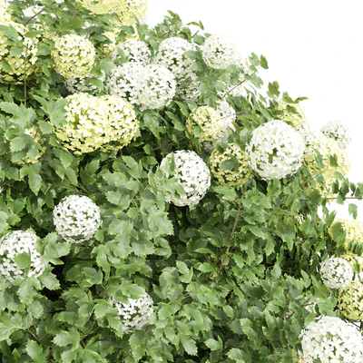 New Plant Edgeworthia Chrysantha Paperbush Viburnum Opulus Roseum Bush — Ver 3