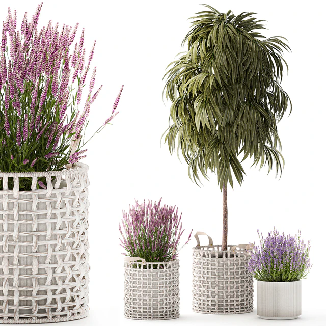 A collection of plants in modern wicker white baskets pots with a small ficus Ali tree, flowers and lavender bushes. Set 1358. — Descargar