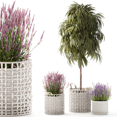 A collection of plants in modern wicker white baskets pots with a small ficus Ali tree, flowers and lavender bushes. Set 1358. — Ver 1