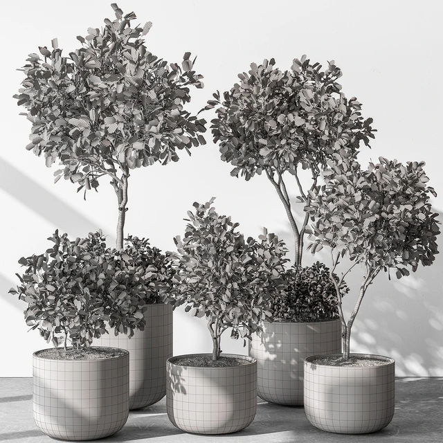 Indoor Plant 572 - European Olive — Descargar