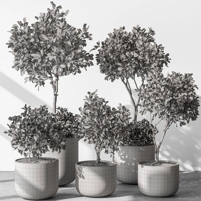 Indoor Plant 572 - European Olive — Ver 4