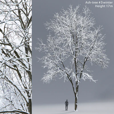 Winter Ash | Ash-tree winter # 3 (17m) — Ver 1
