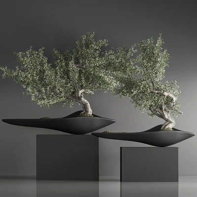 indoor plant bonsai set 29 — Вид 5