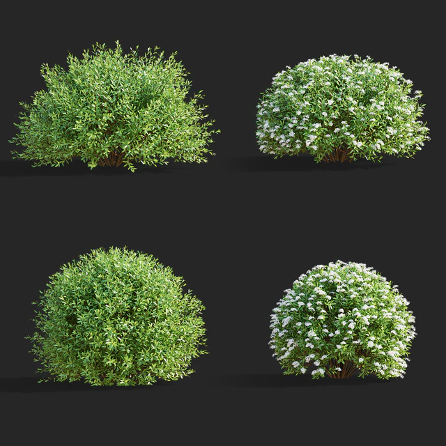 Спирея серая стриженные кусты | Spiraea cinerea grefsheim — Скачать