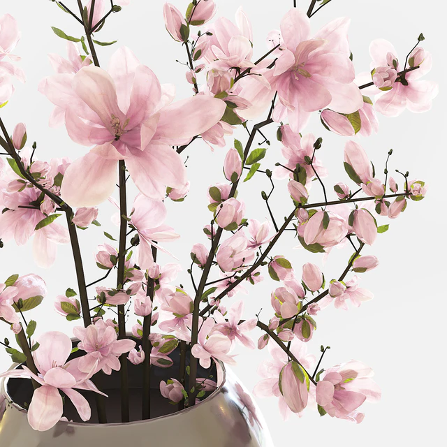Magnolia — Descargar