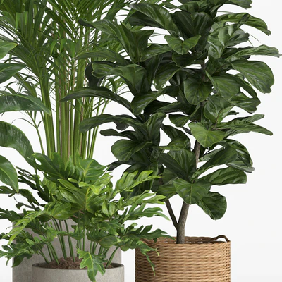 indoor plant set 014 — Вид 3