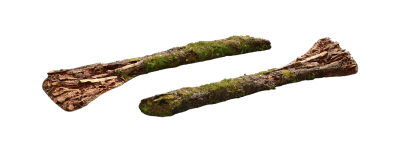 nordic forest tree fallen medium 001 — Download