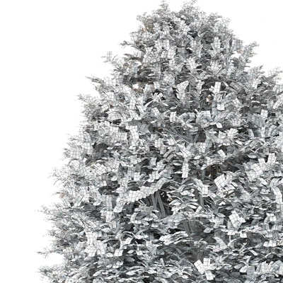 Buxus — Вид 2