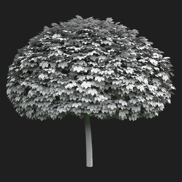 Maple Globozum — Descargar