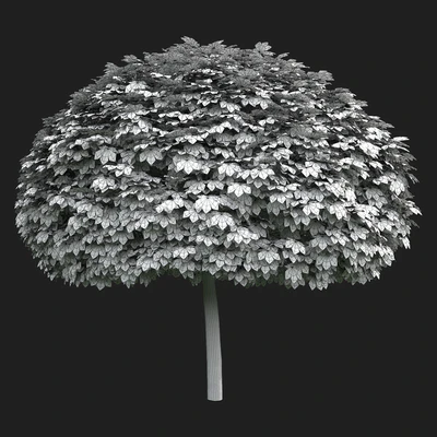 Maple Globozum — Ver 2