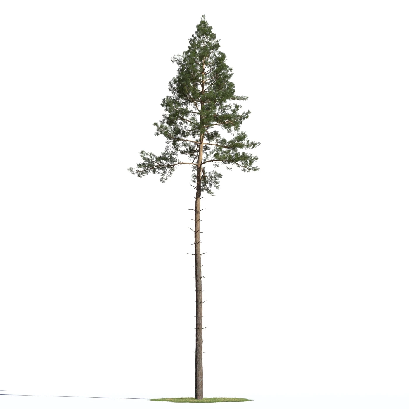coniferous trees 020 — Descargar