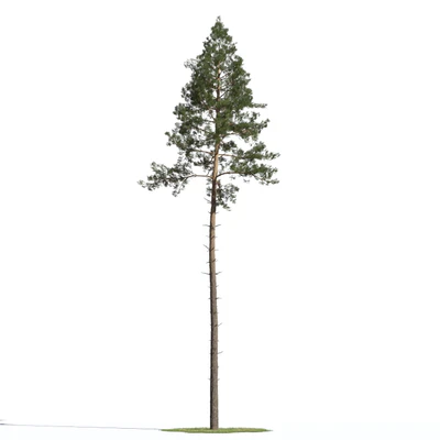 coniferous trees 020 — Descargar
