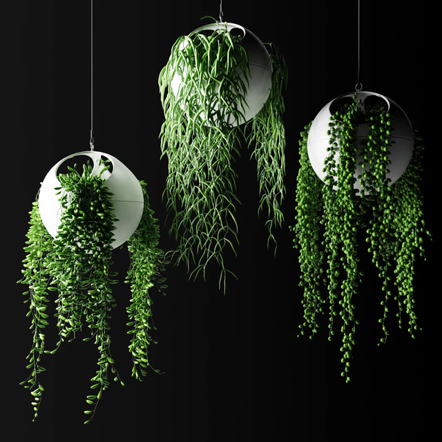Hanging plants in flower pots | Hanged Plants in spherical hanging planters — Descargar