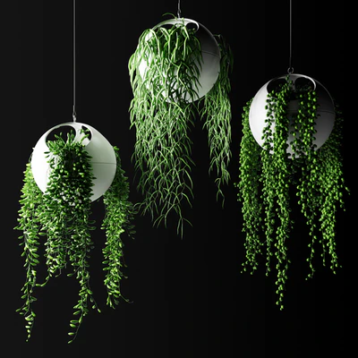 Hanging plants in flower pots | Hanged Plants in spherical hanging planters — Ver 1