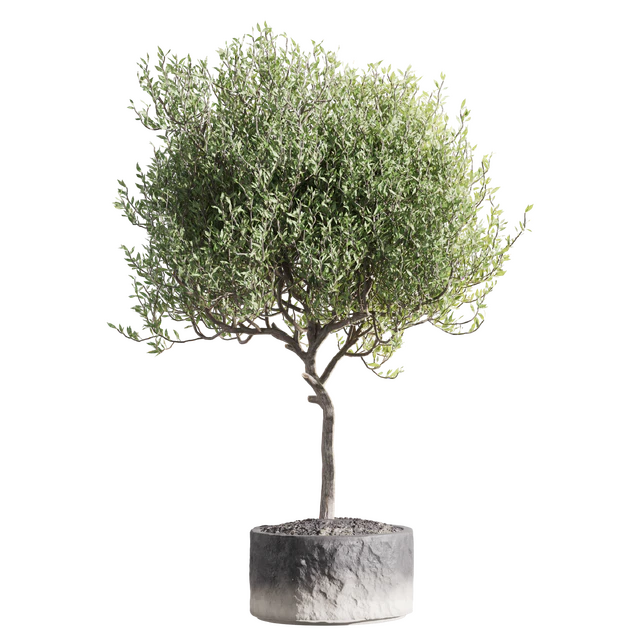 Set of indoor living plants in pots 34 — Descargar